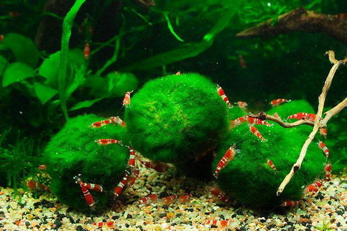 Эгагропила — Кладофора. Темно-зеленый бархатный шар в аквариуме!
