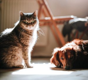 Уретростомія у котів та собак