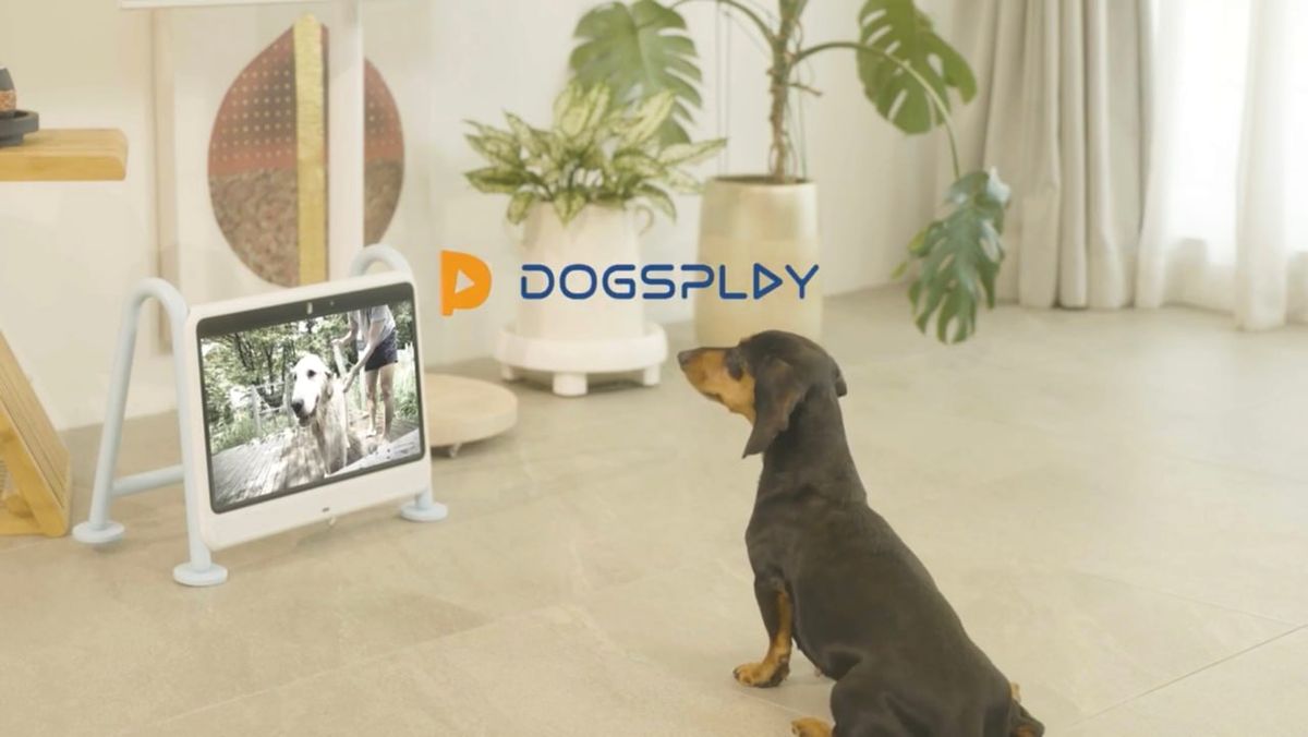 Перший телевізор для собак