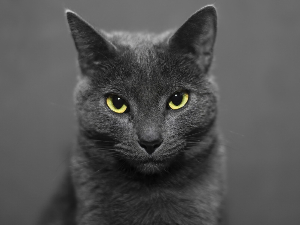 Як назвати сірого кота: класні імена та клички