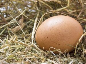Що робити, якщо знайшли закопане яйце на городі