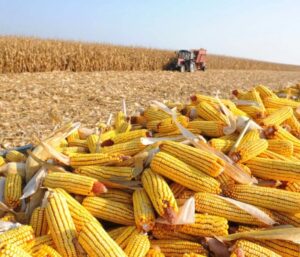 Закупівля кукурудзи від виробника з агробіржою УУБ