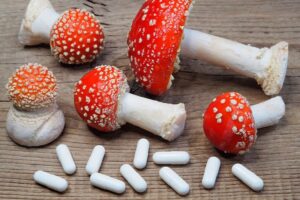 Чем полезны мухоморы и как их применять