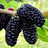 Купити дерево шовковиці