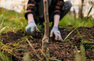 Саджанці яких дерев можна висаджувати навесні та як це правильно робити
