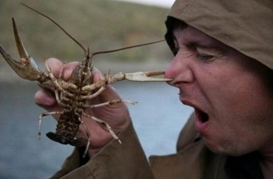 Значення та походження фразеологізму «пекти раків»