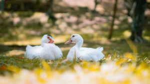 Чим годувати мулардів в домашніх умовах для швидкого росту