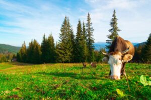 Лікування кетозу у корів в домашніх умовах: препарати, раціон