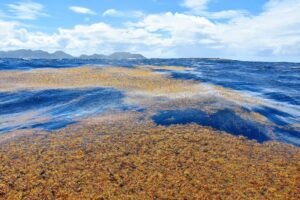 Саргасове море: розташування, межі без берегів та унікальна природа